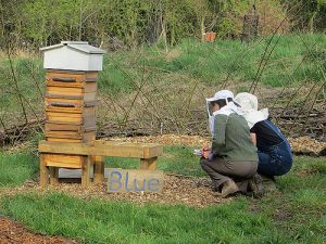 Beekeepers and hive