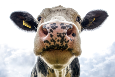 A close up shot of a dairy farm cow