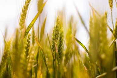 Grain in a field