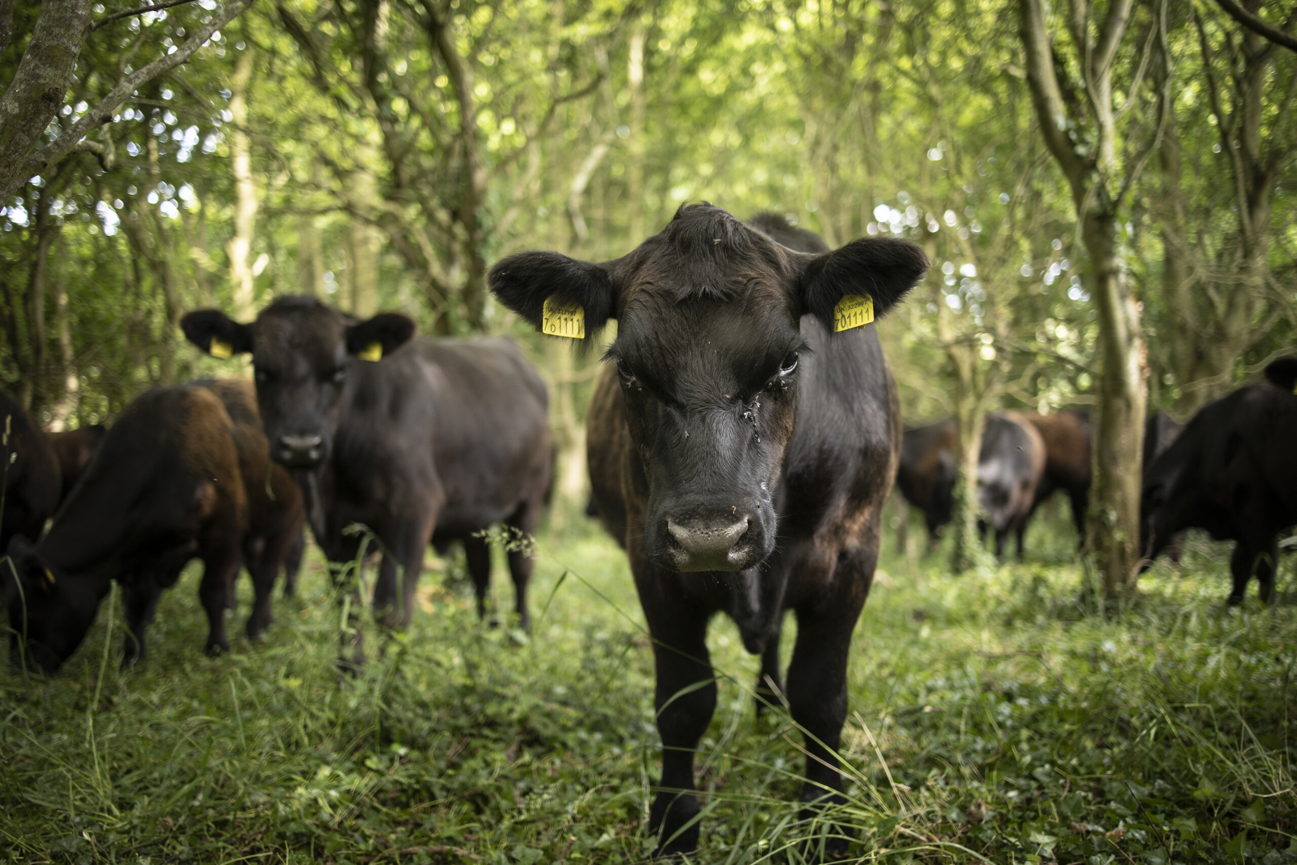 Sustainable Livestock - Sustainable Food Trust