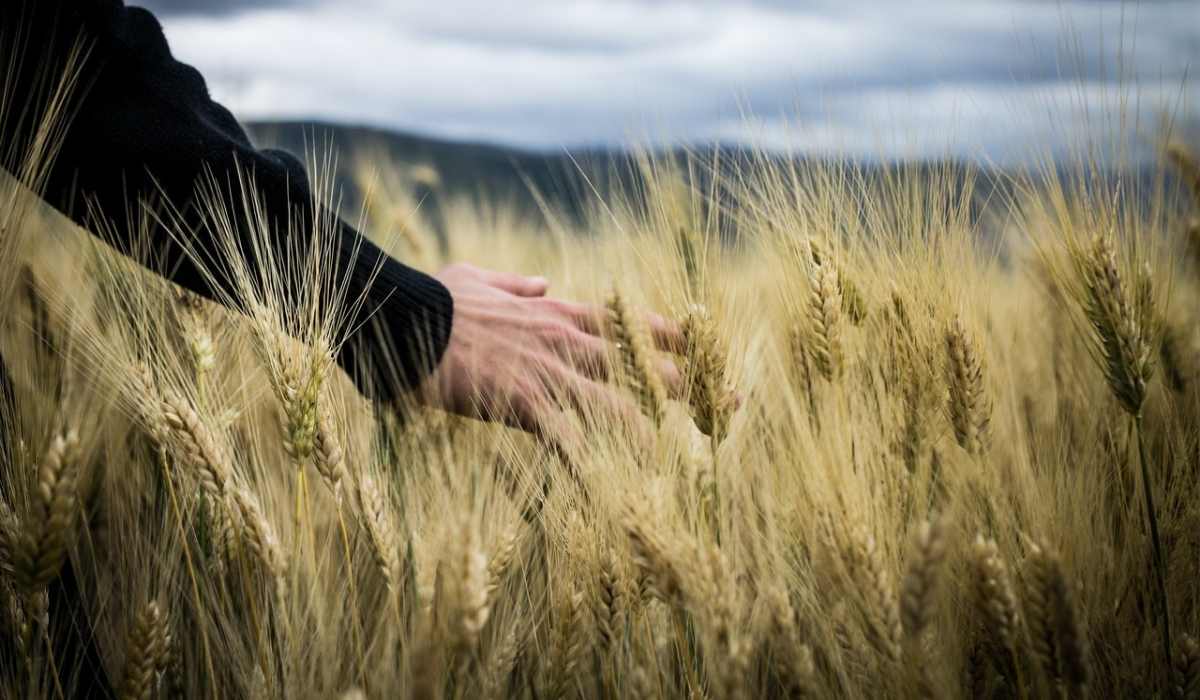 Hands running through a field of wheat