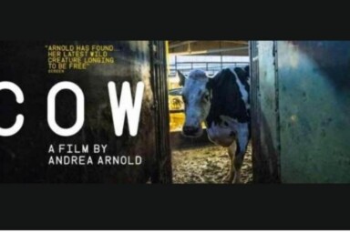 Cow film poster