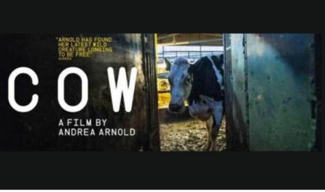 Cow film poster