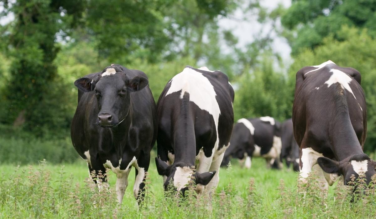 Let them graze! Keeping dairy cows on grass has multiple benefits -  Sustainable Food Trust