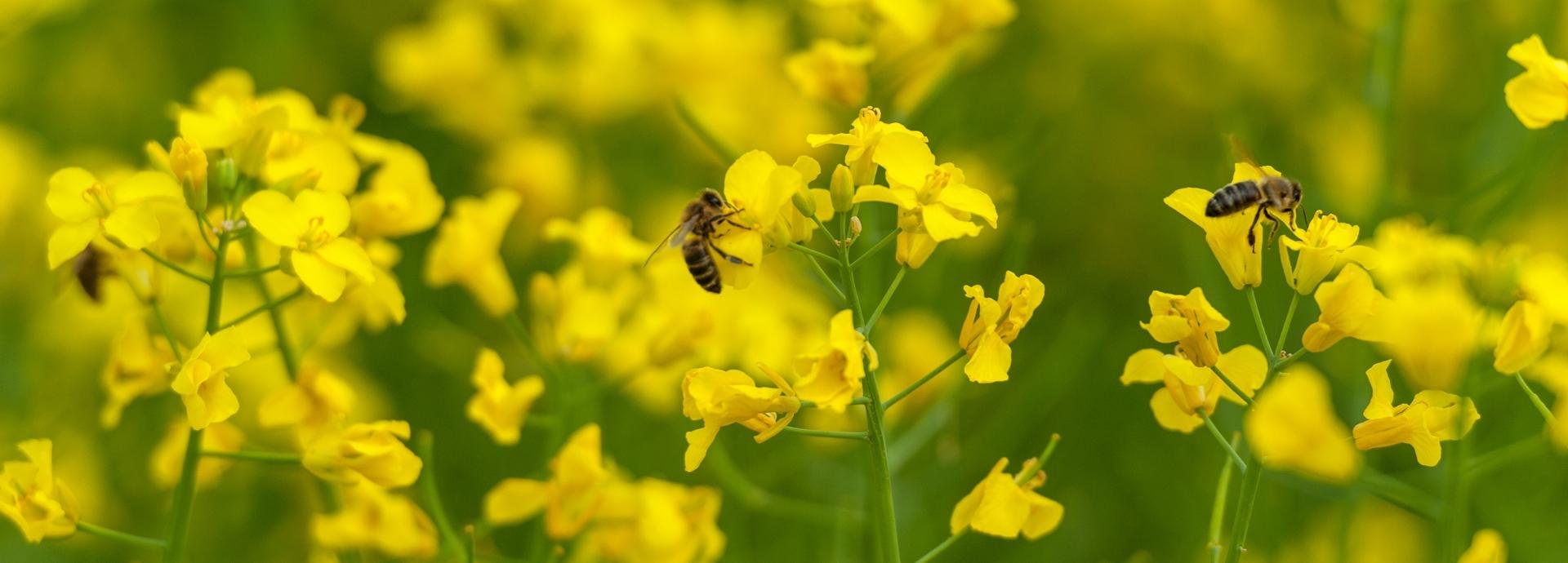Bees on oilseed rape