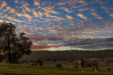 Cow at sunset