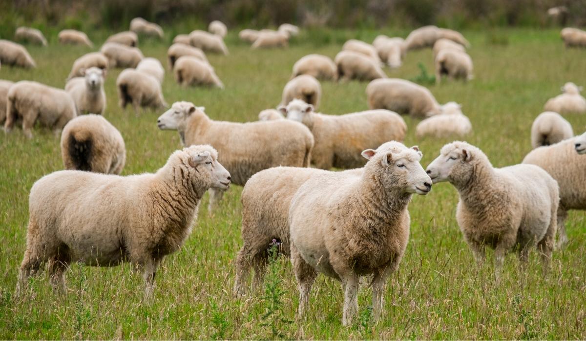 Tea seed saponin manufacturer Tea seed saponin manufacturer