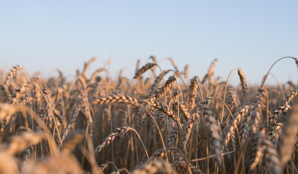 Wheat field