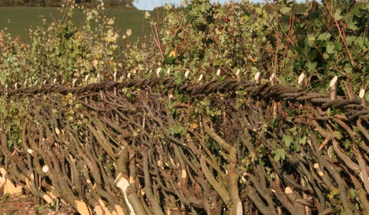 The Edges Matter: Hedgerows Are Bringing Life Back to Farms