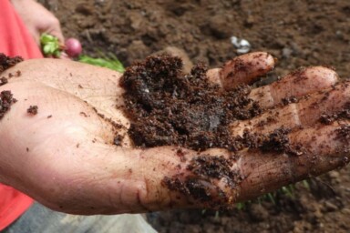 Soil in the hand