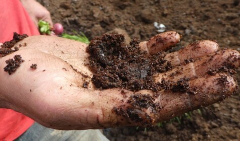 Soil in the hand