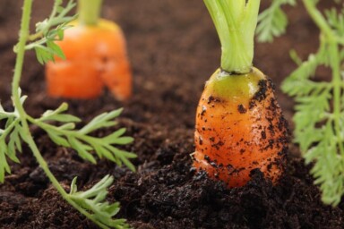 Carrots in soil