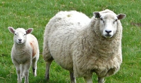 Ewes and Lambs