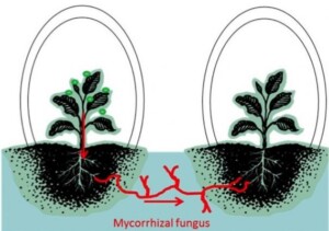 Mycorrhizal fungi diagram showing interconnections