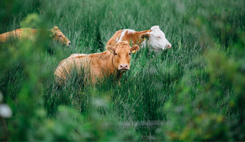 Cows in pasture