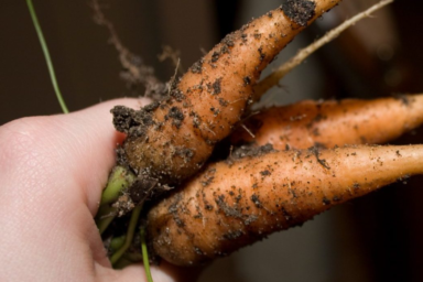 A handful of carrots plucked from the ground