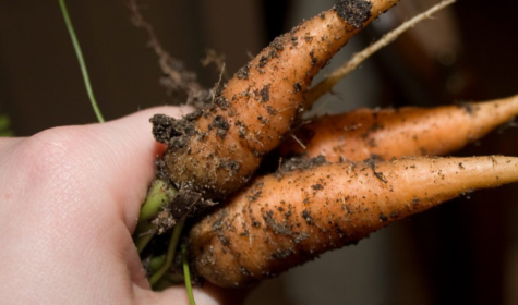 A handful of carrots plucked from the ground