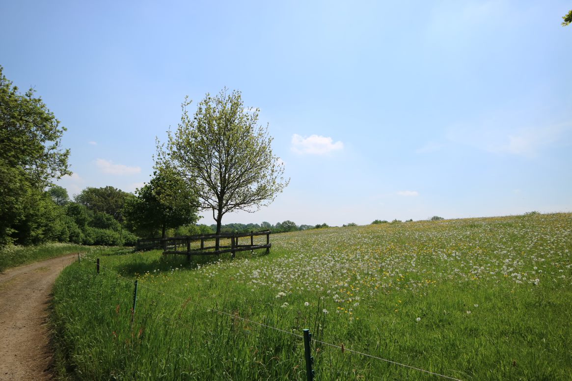 Regenerative farm grassland