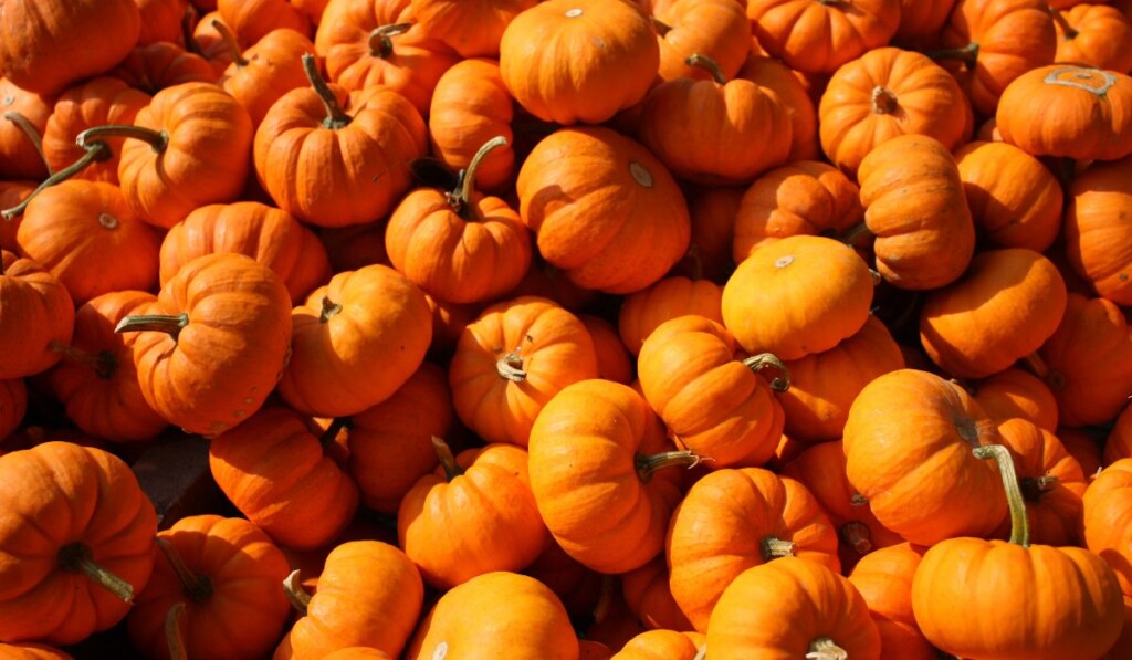 A pile of pumpkins