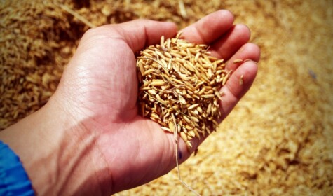 A handful of grain.