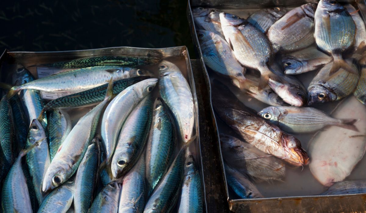 Eating your values: Five questions to ask your fishmonger - Sustainable  Food Trust