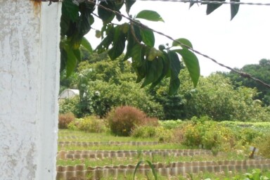 Urban farm in Cuba