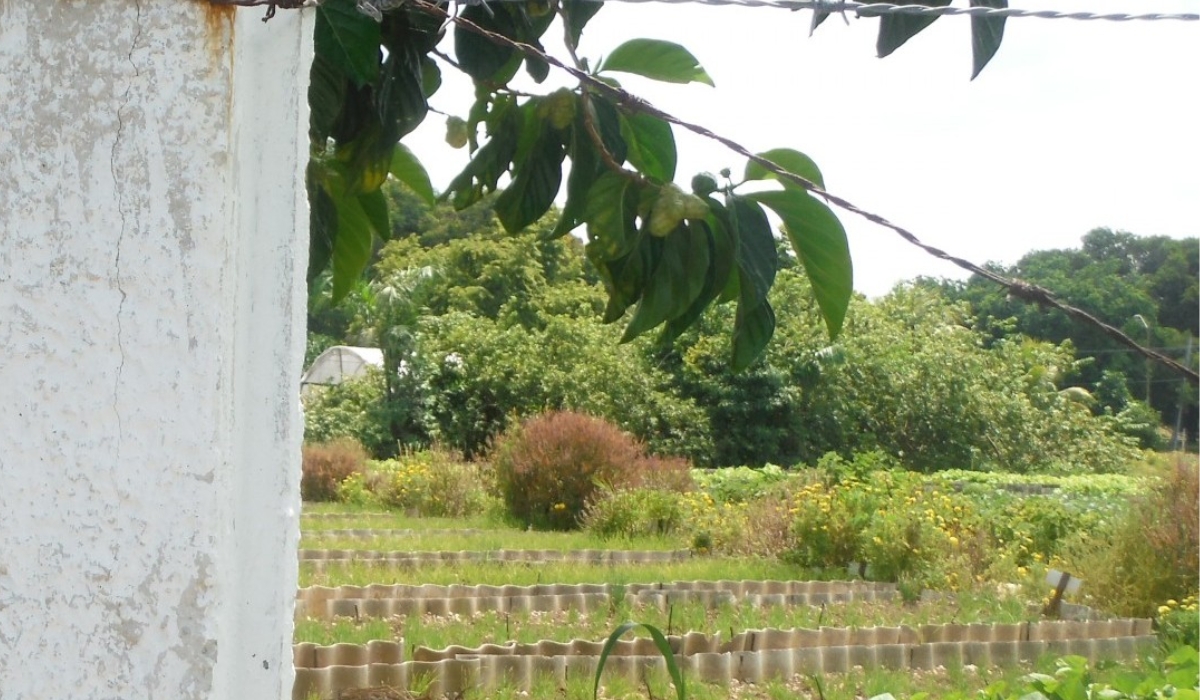 Les Organopónicos de La Havane — Des Coopératives Agricoles Urbaines qui Fournissent Jusqu'à 60% des Produits Frais de la Ville