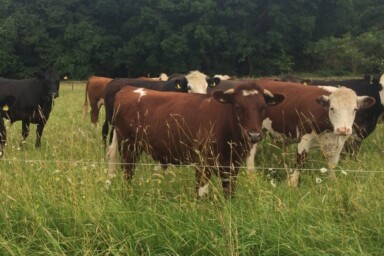 Cows in a field