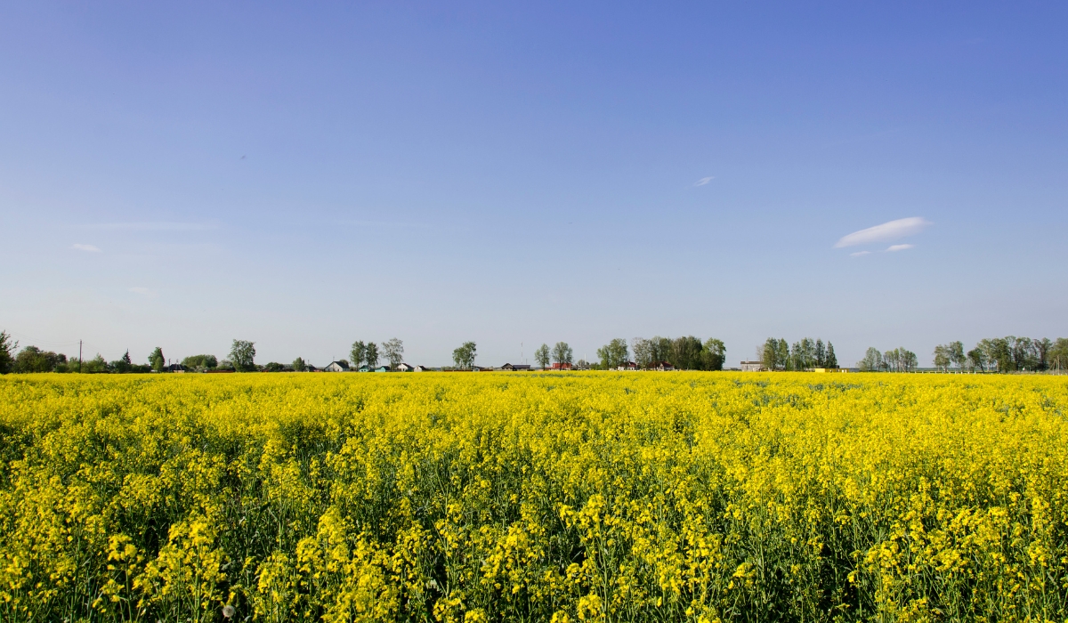 The supply chain of fats: Rapeseed oil | Sustainable Food Trust