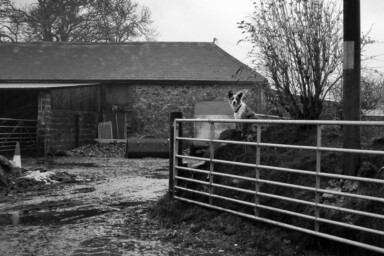 A black and white image of a farm