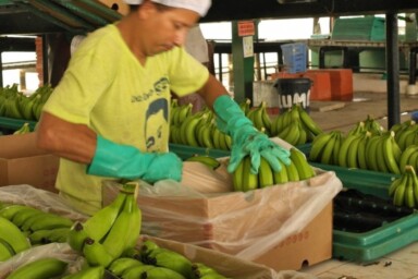 Bananas being put in boxes