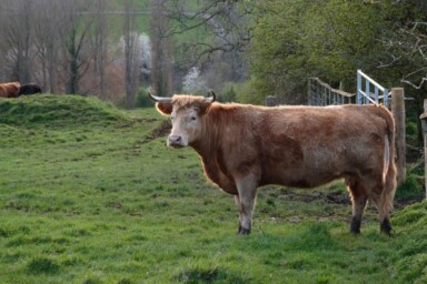 Cow at Kites Nest Farm by Steph French.