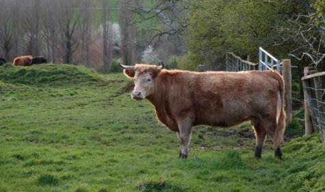 Cow at Kites Nest Farm by Steph French.