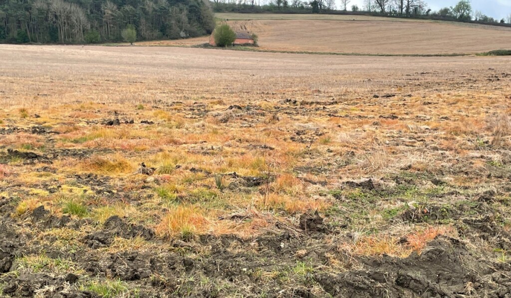 A field that has been sprayed with glyphosate in Worcestershire, UK.