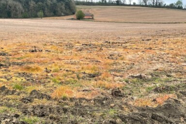 A field that has been sprayed with glyphosate in Worcestershire, UK.