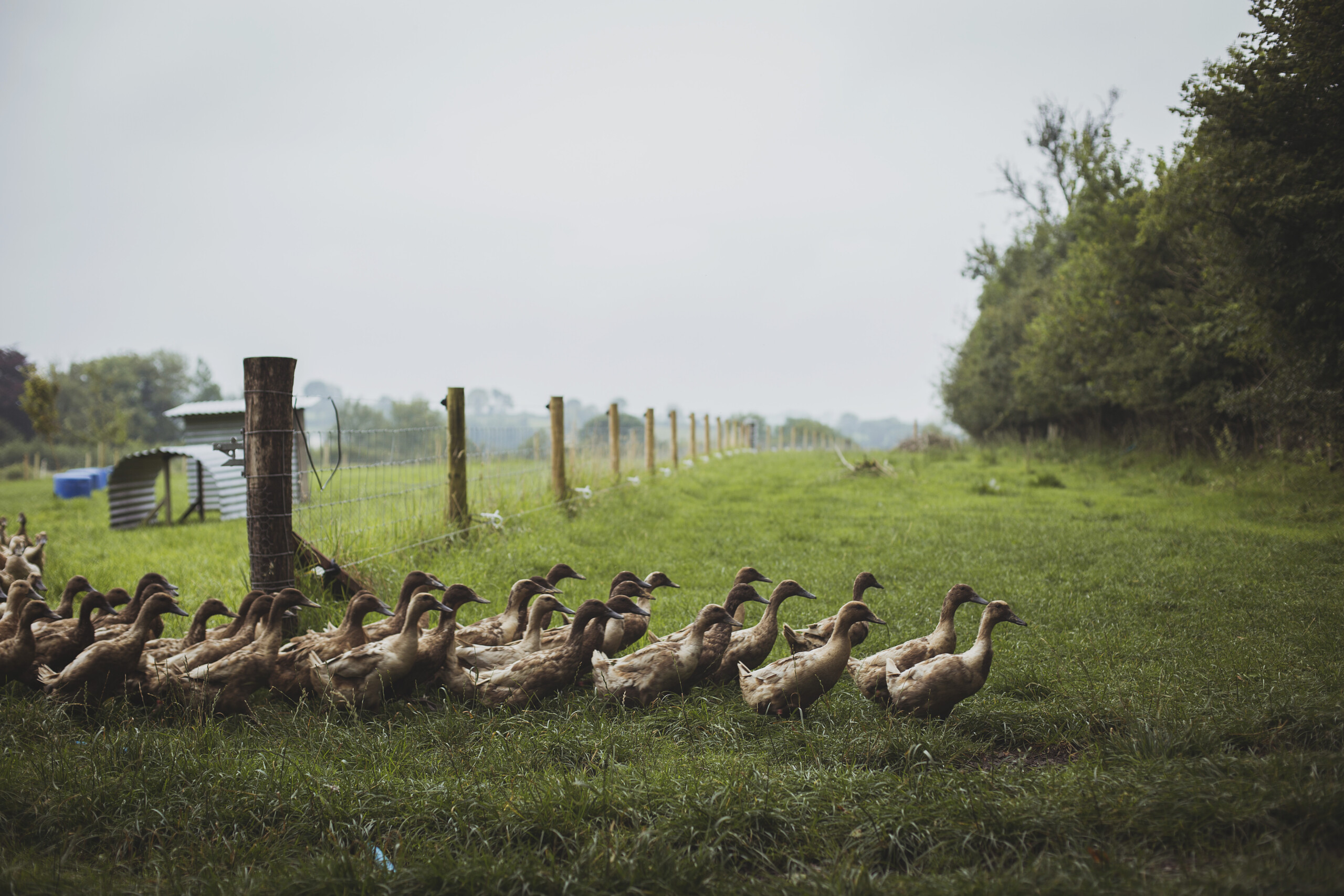 Ducks go out to range on Parc Carreg, 2020 (Credit Heather Birnie)