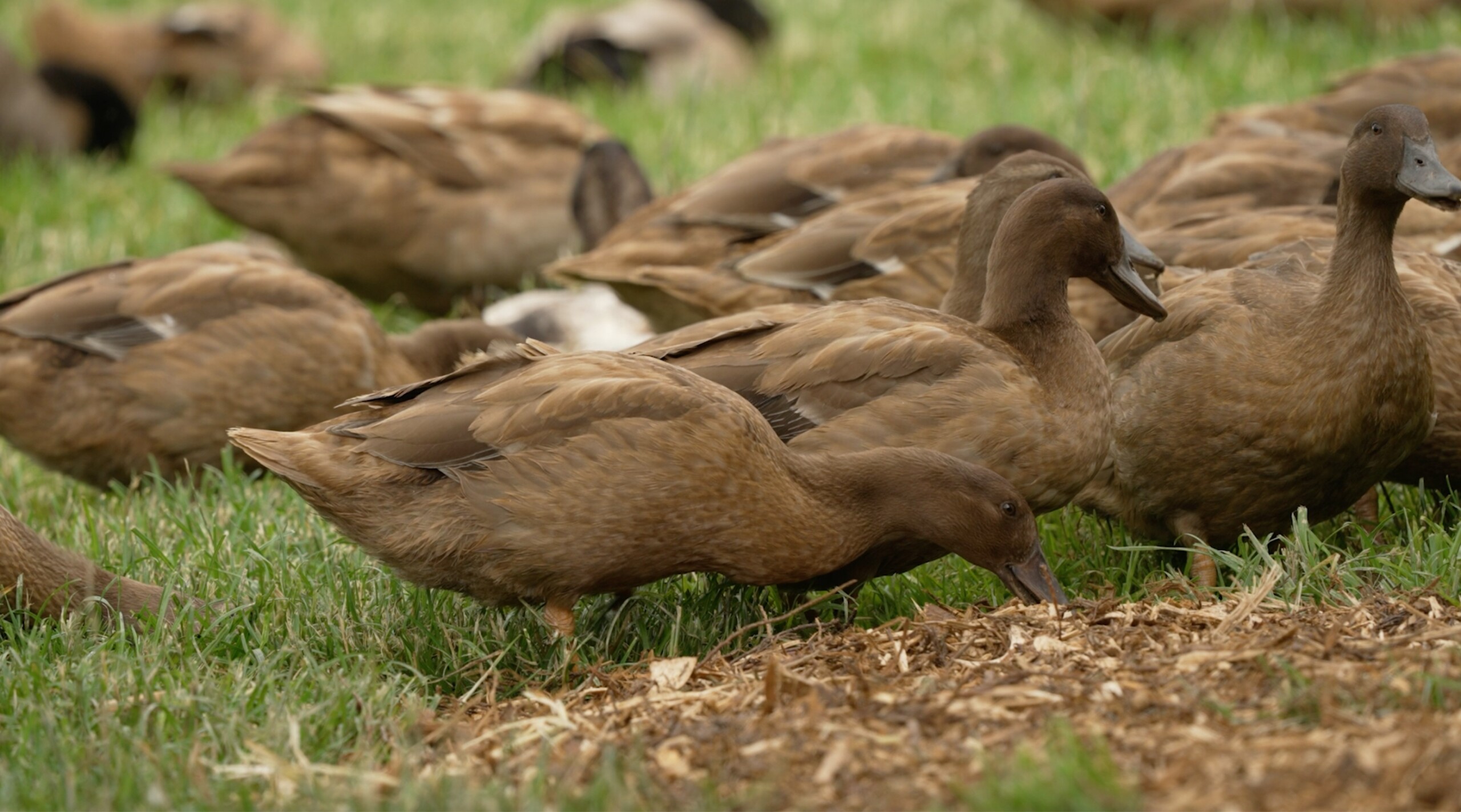 Ducks forraging on Parc Carreg