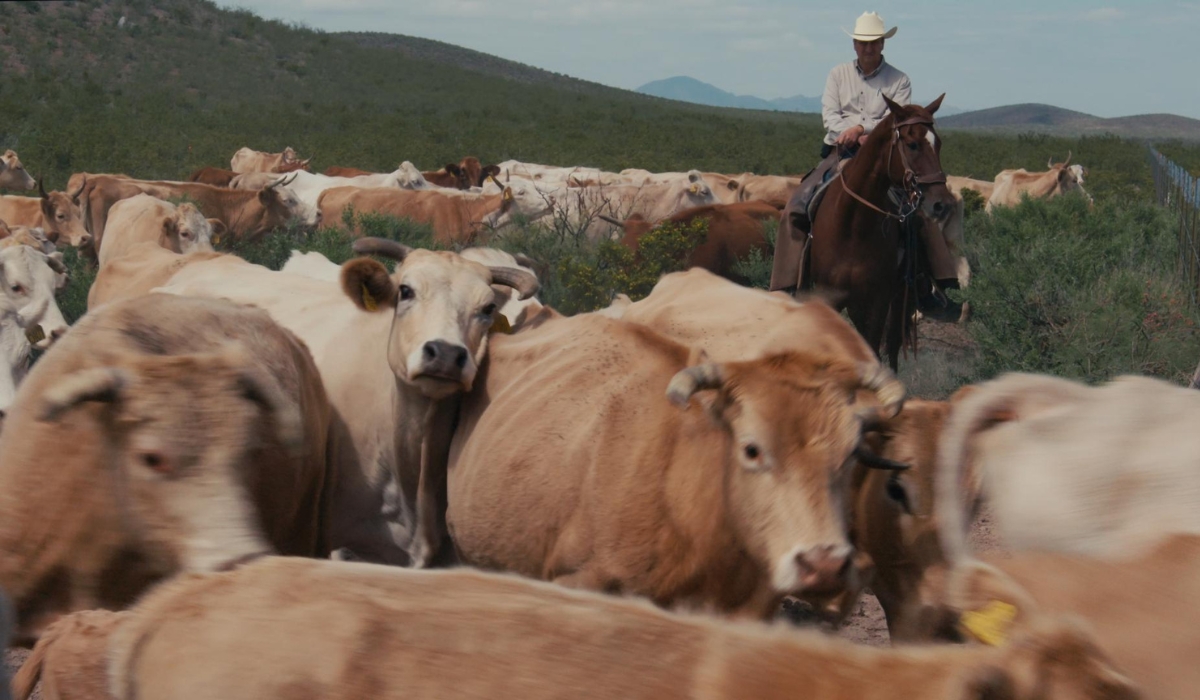 Alejandro Carillo on a horse herding cattle on Las Damas Ranch, Chihuahua, Mexico