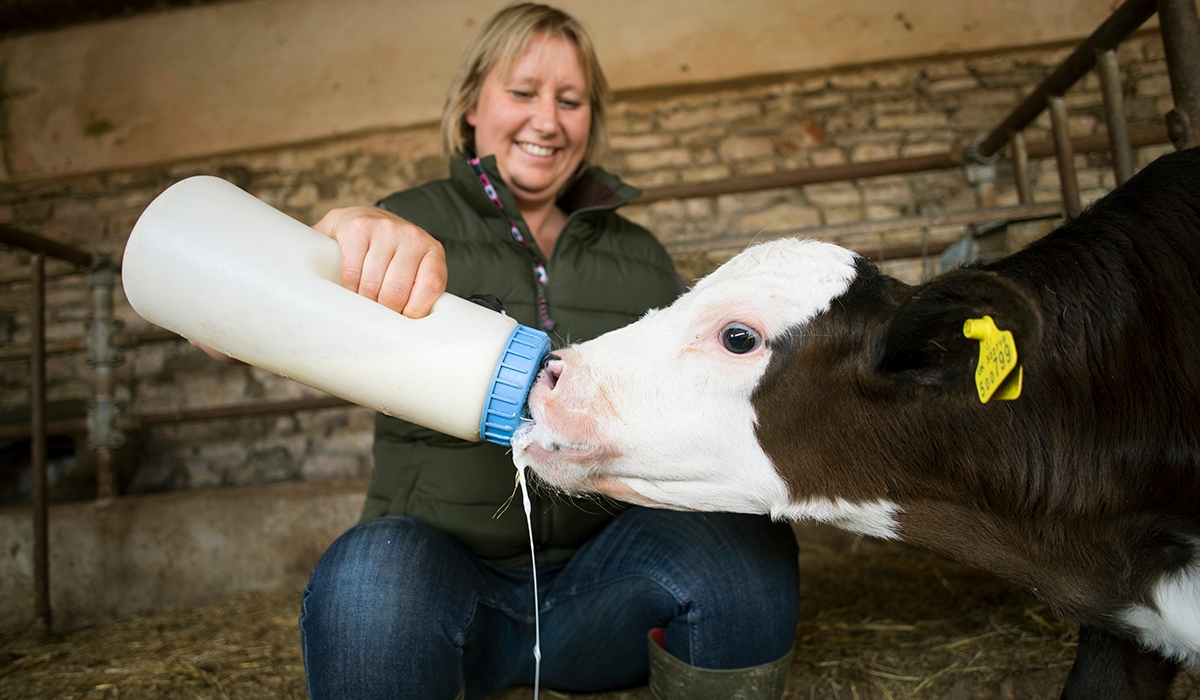 Teresa bottle feeds milk to one of their calf