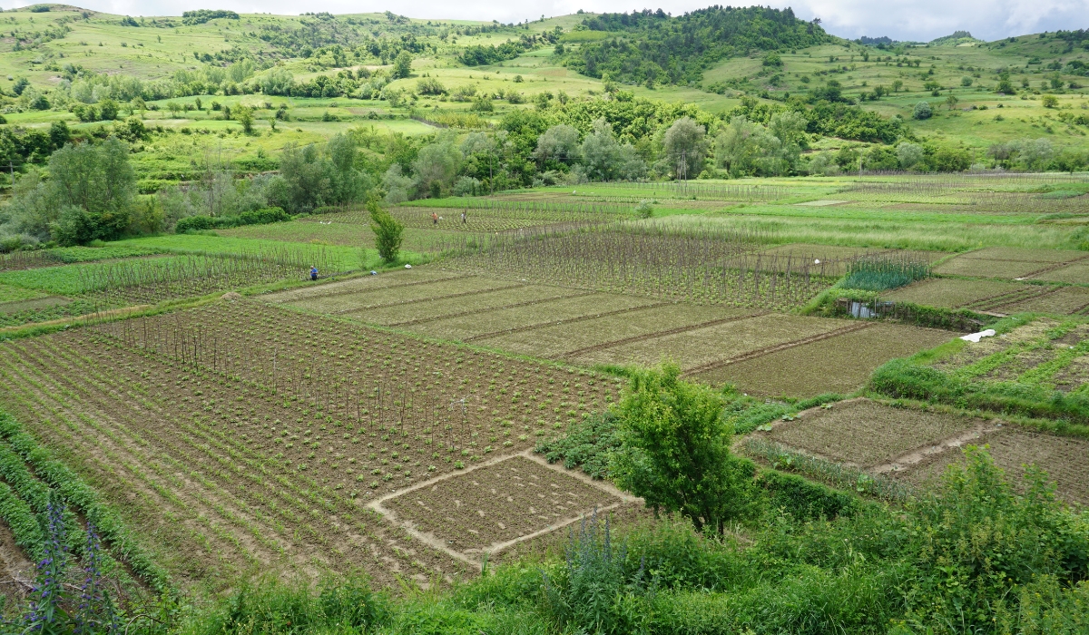 Typical horticultural plots outside Miras, Korçë region