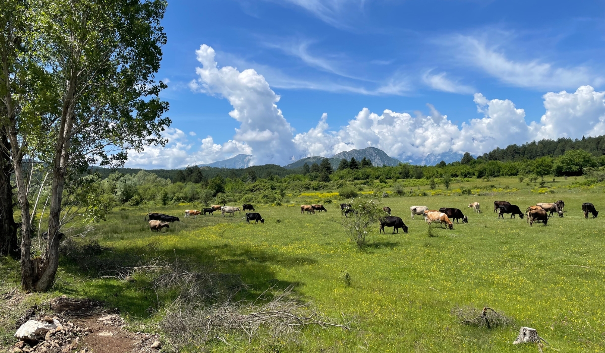 Typical wildflower meadows being grazed in southern Albania