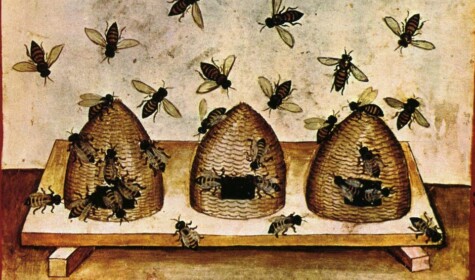 Bee diversity