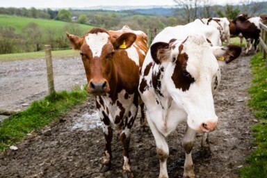 Cows on SFT CEO, Patrick Holden's farm