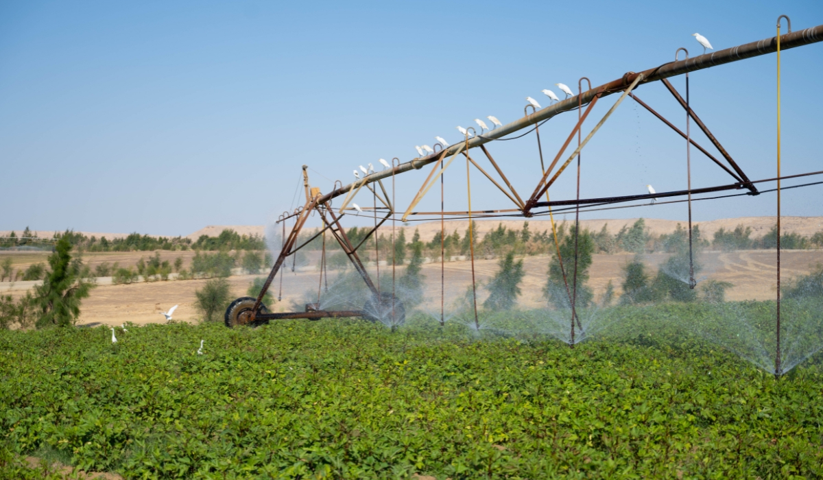 SEKEM's sustainable Farms in Egypt