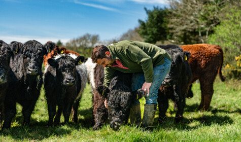 A small herd of cows gather near their farmer who strokes the side of one of the cow's heads