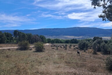 Sheep in Canicosa showing the Canada behind