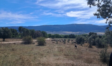 Sheep in Canicosa showing the Canada behind