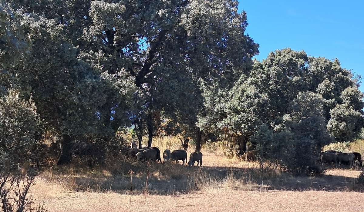 Spanish merinos grazing