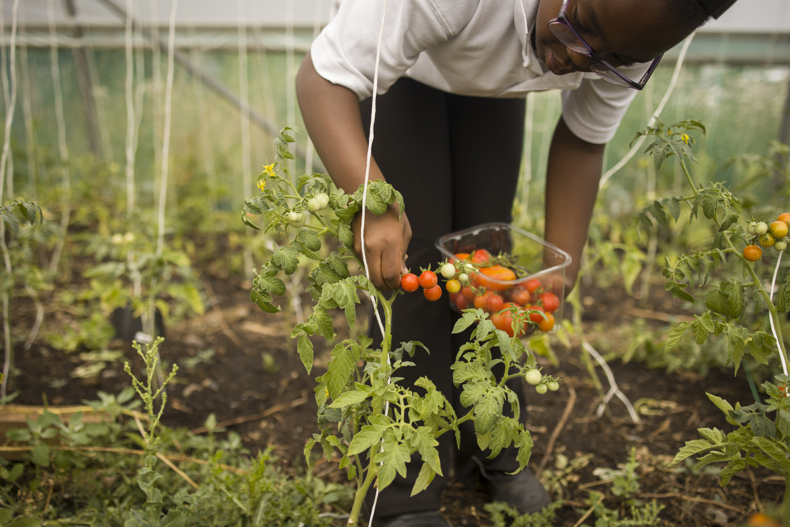 A child picks tomatoes in a green house