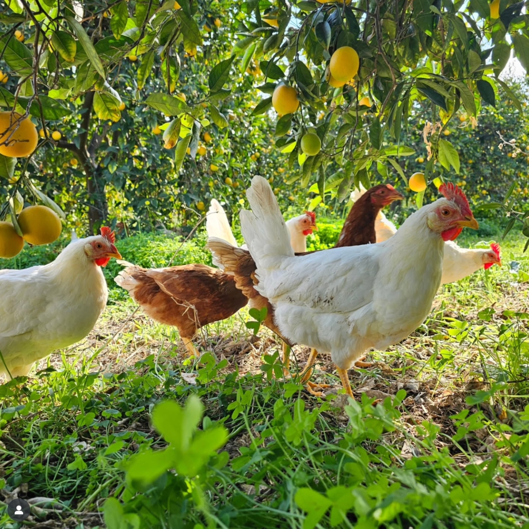 The chickens at the Kot-Kot project scratch and fertilise the orange grove. Credit to @kotkotcyprus on Instagram